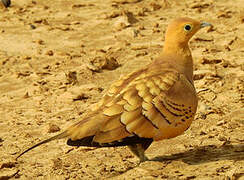 Chestnut-bellied Sandgrouse