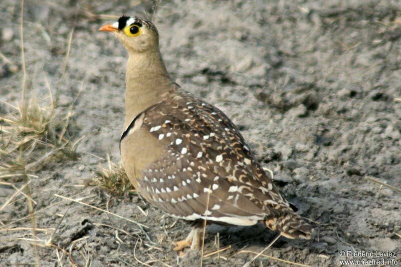 Double-banded Sandgrouseadult