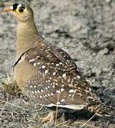 Double-banded Sandgrouse