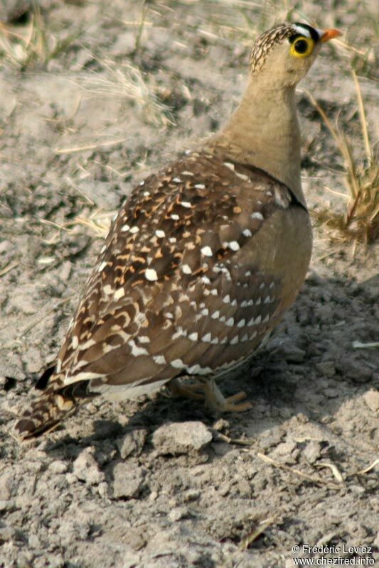 Double-banded Sandgrouseadult