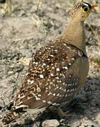 Double-banded Sandgrouse