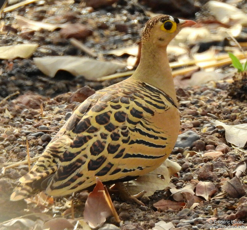 Four-banded Sandgrouse male adult, identification, close-up portrait, walking
