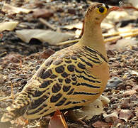 Four-banded Sandgrouse