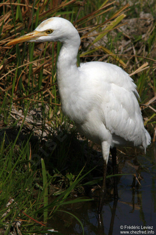 Eastern Cattle Egretadult post breeding, identification