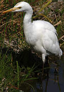 Eastern Cattle Egret