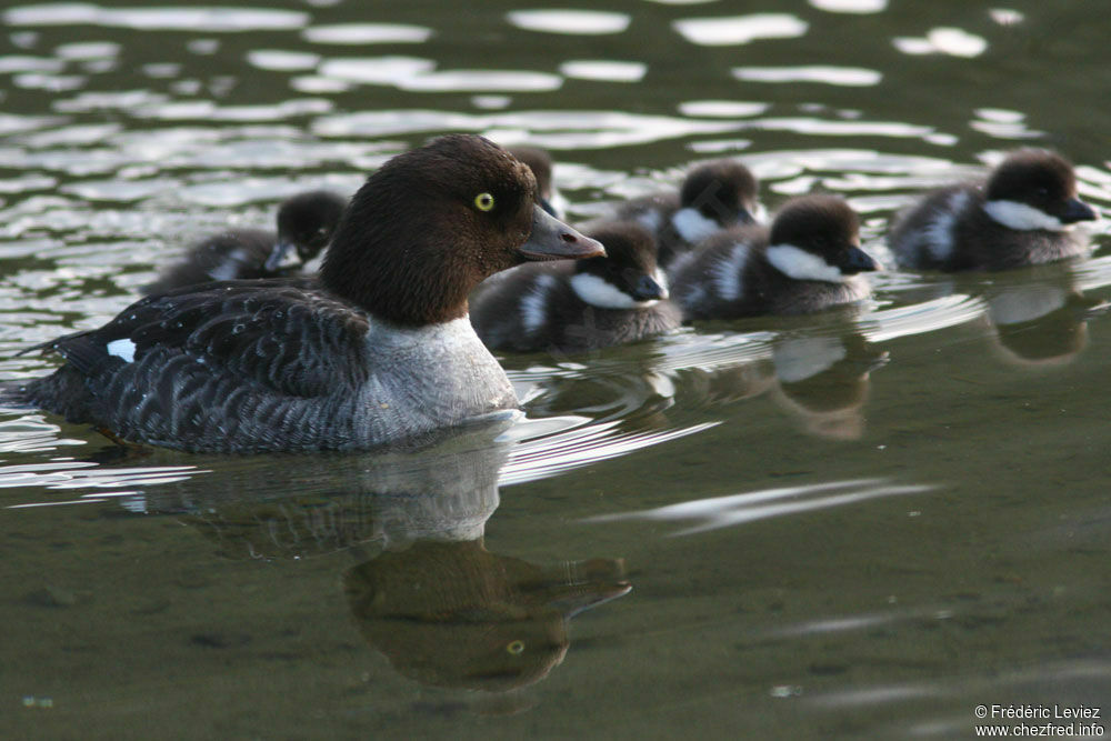 Common Goldeneye female adult, identification, Reproduction-nesting