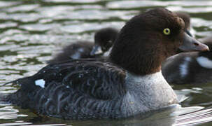 Common Goldeneye