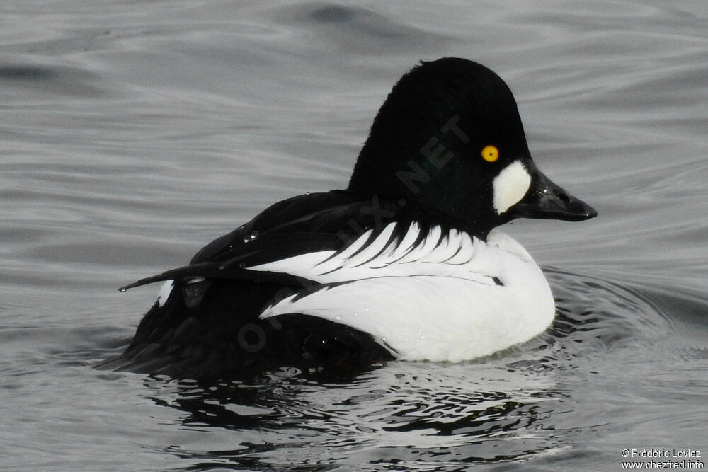 Common Goldeneye male adult breeding, identification, close-up portrait, swimming