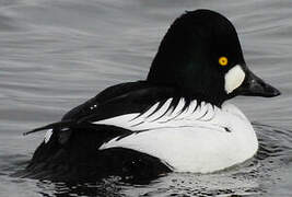 Common Goldeneye