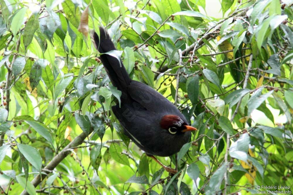 Chestnut-capped Laughingthrushadult, identification