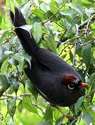 Chestnut-capped Laughingthrush