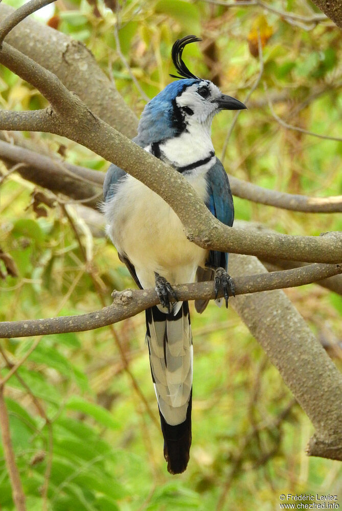 White-throated Magpie-Jayadult, identification