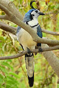 White-throated Magpie-Jay