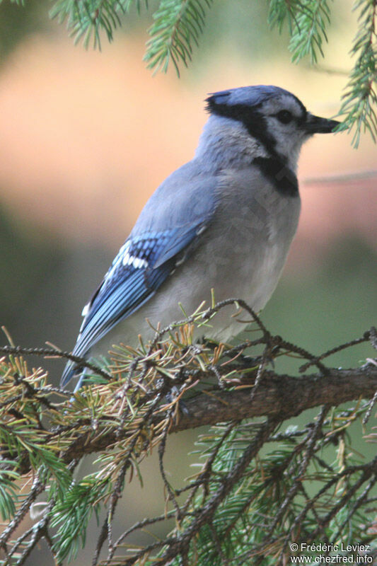 Geai bleu, identification