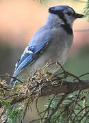 Blue Jay