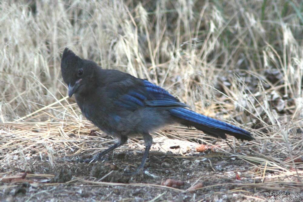 Steller's Jay, identification