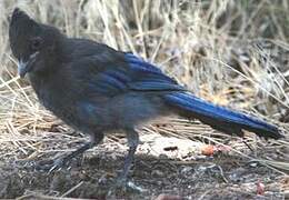 Steller's Jay