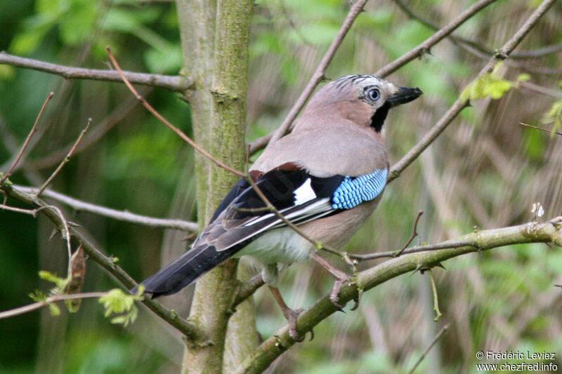 Eurasian Jayadult