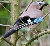 Eurasian Jay