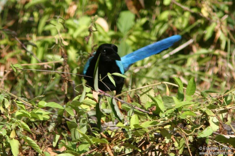 Yucatan Jayadult