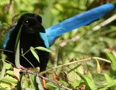 Yucatan Jay