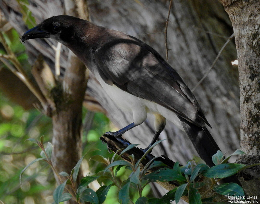 Brown Jayadult, identification