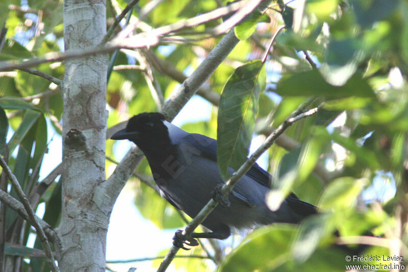 Violaceous Jayadult