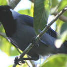 Geai violacé