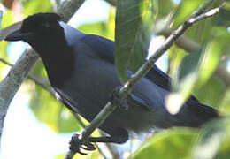 Violaceous Jay