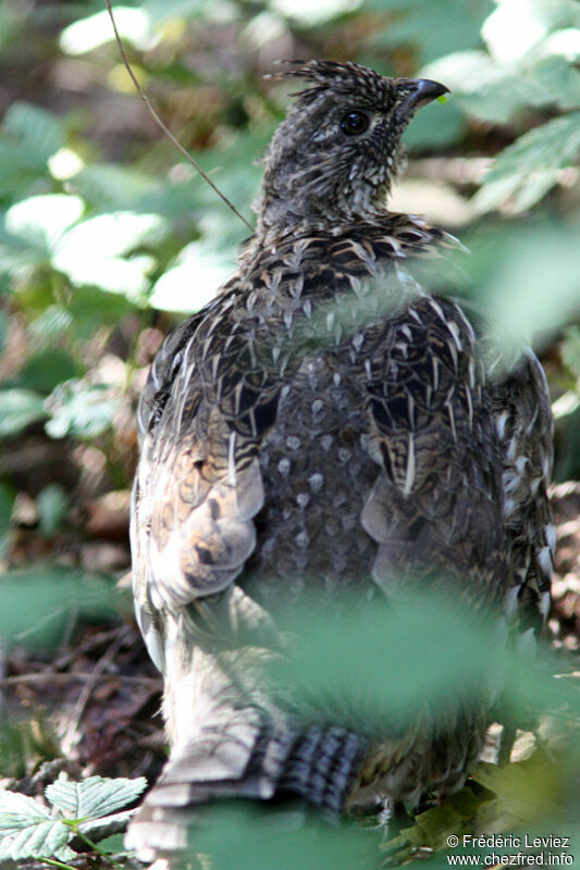 Gélinotte huppée, identification