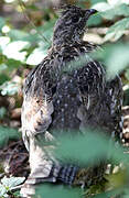 Ruffed Grouse