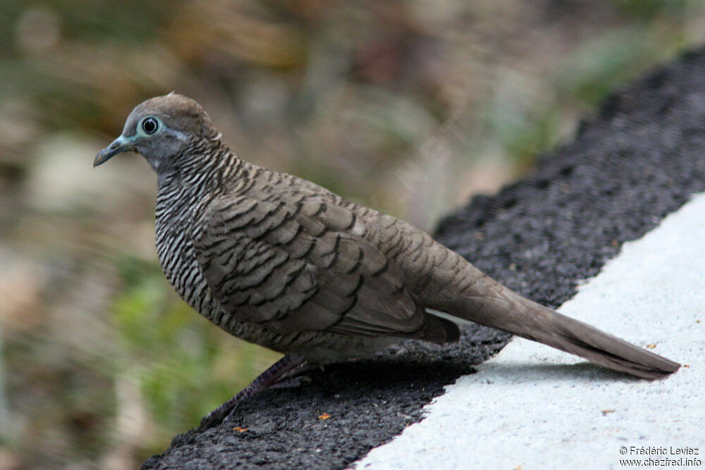 Géopélie zébréeadulte, identification