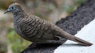 Zebra Dove