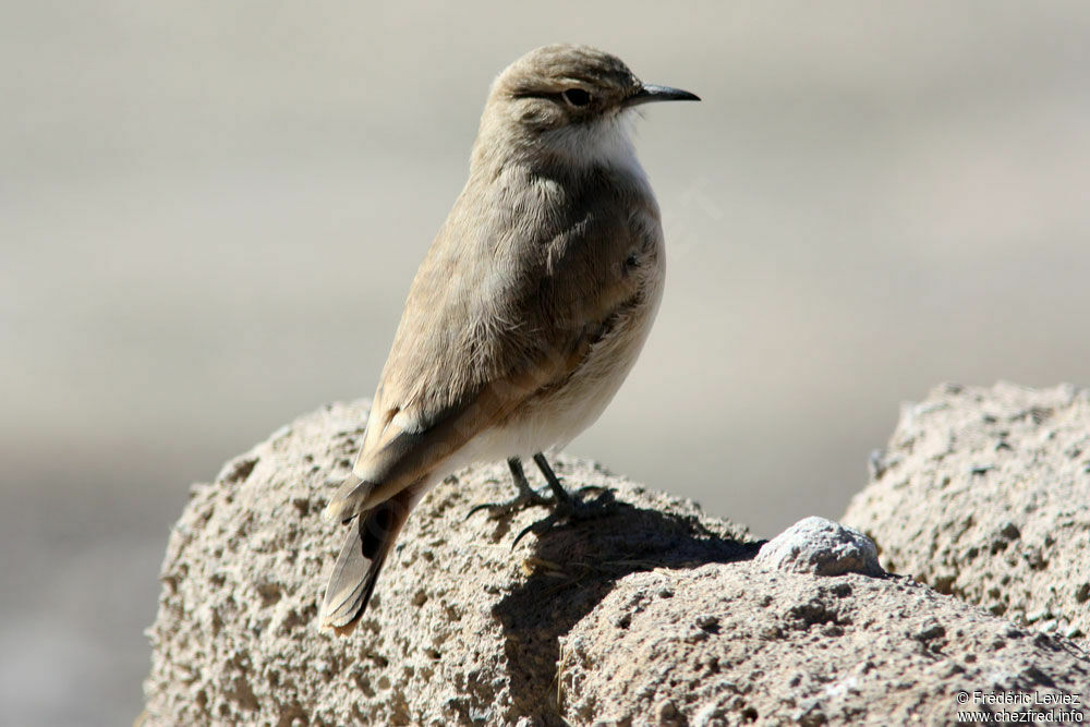 Géositte du punaadulte, identification