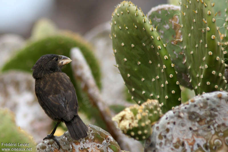 Espanola Cactus Finch male adult