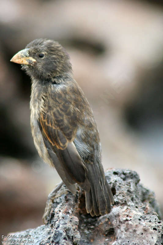 Espanola Cactus Finch female adult, identification