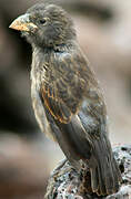 Espanola Cactus Finch