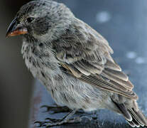 Medium Ground Finch