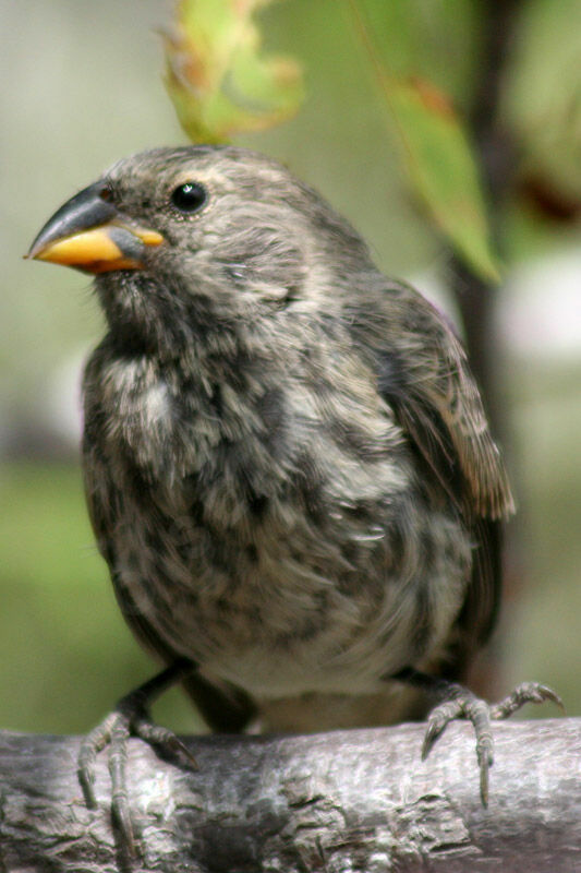 Medium Ground Finch female adult