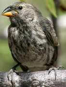 Medium Ground Finch