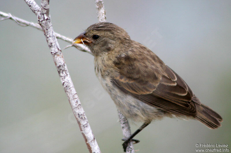 Small Ground Finch female adult