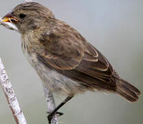 Small Ground Finch