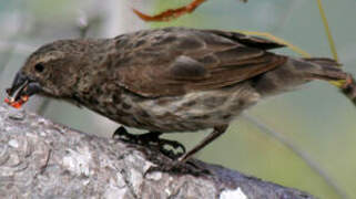 Small Ground Finch