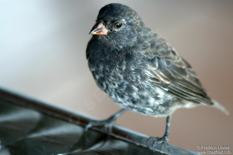 Small Ground Finch male adult