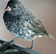 Small Ground Finch