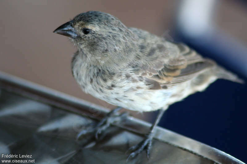 Géospize fuligineux femelle adulte, identification