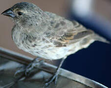 Small Ground Finch