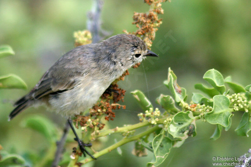 Grey Warbler-Finchadult