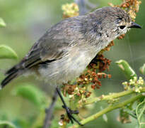 Grey Warbler-Finch