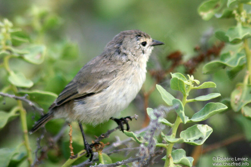 Grey Warbler-Finchadult